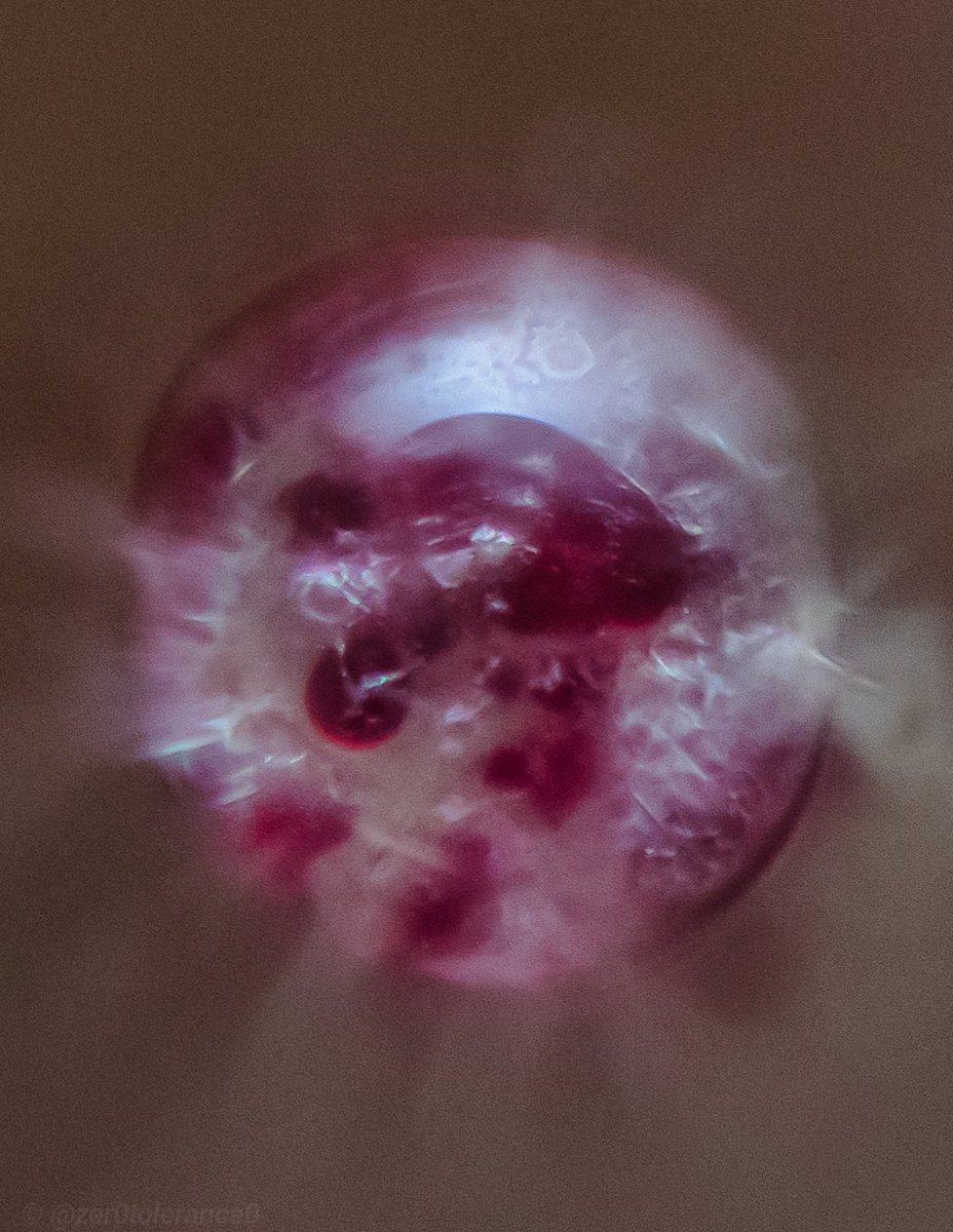 Doing some test photos while I wait for some lighting improvements to arrive. Looking to get some shots of these red ones from different angles soon.