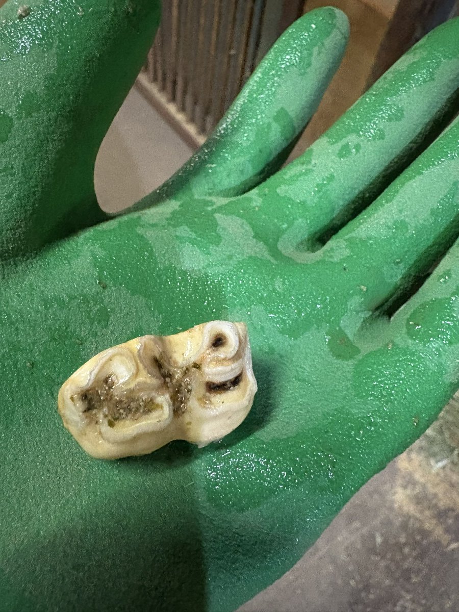 スマートロベールちゃんが出発したので水桶を外したら中にこれがあったよ！またまた乳歯です！出発の日にと抜けるなんて🤣　#馬の歯 #乳歯　#スマートロベール