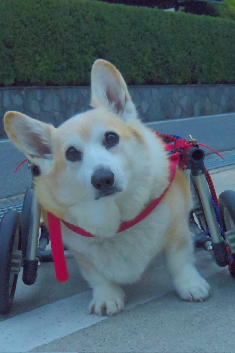 Buddy1957090828's tweet image. 『スンとしたお顔で』
お家に帰りましょう。
#コーギー #corgi #Buddy君