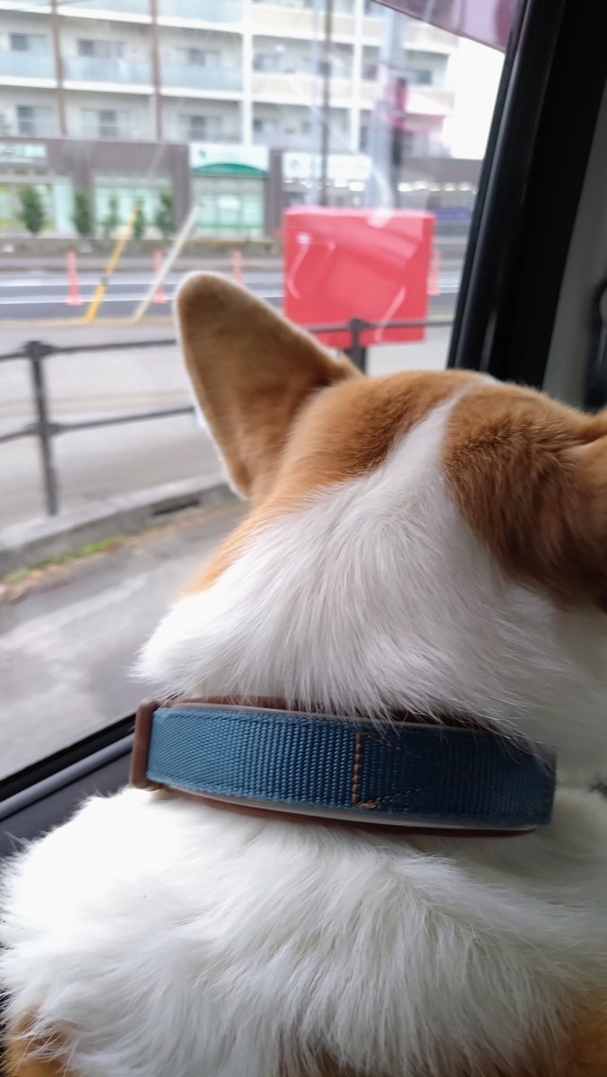 kaiba_chiri's tweet image. せとちゃんがジッジと車で駅まで迎えに来てくれたー！ありがとね！でもマッマのうえに立たないでねwww拷問やwww
#コーギー #corgi #コーギーのいる暮らし #犬のいる暮らし #犬のいる幸せ