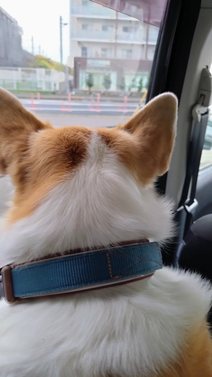 kaiba_chiri's tweet image. せとちゃんがジッジと車で駅まで迎えに来てくれたー！ありがとね！でもマッマのうえに立たないでねwww拷問やwww
#コーギー #corgi #コーギーのいる暮らし #犬のいる暮らし #犬のいる幸せ