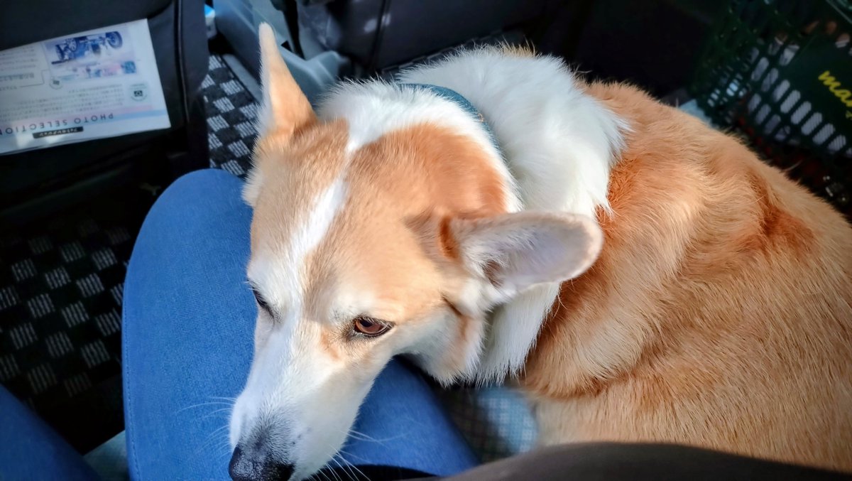 kaiba_chiri's tweet image. せとちゃんがジッジと車で駅まで迎えに来てくれたー！ありがとね！でもマッマのうえに立たないでねwww拷問やwww
#コーギー #corgi #コーギーのいる暮らし #犬のいる暮らし #犬のいる幸せ