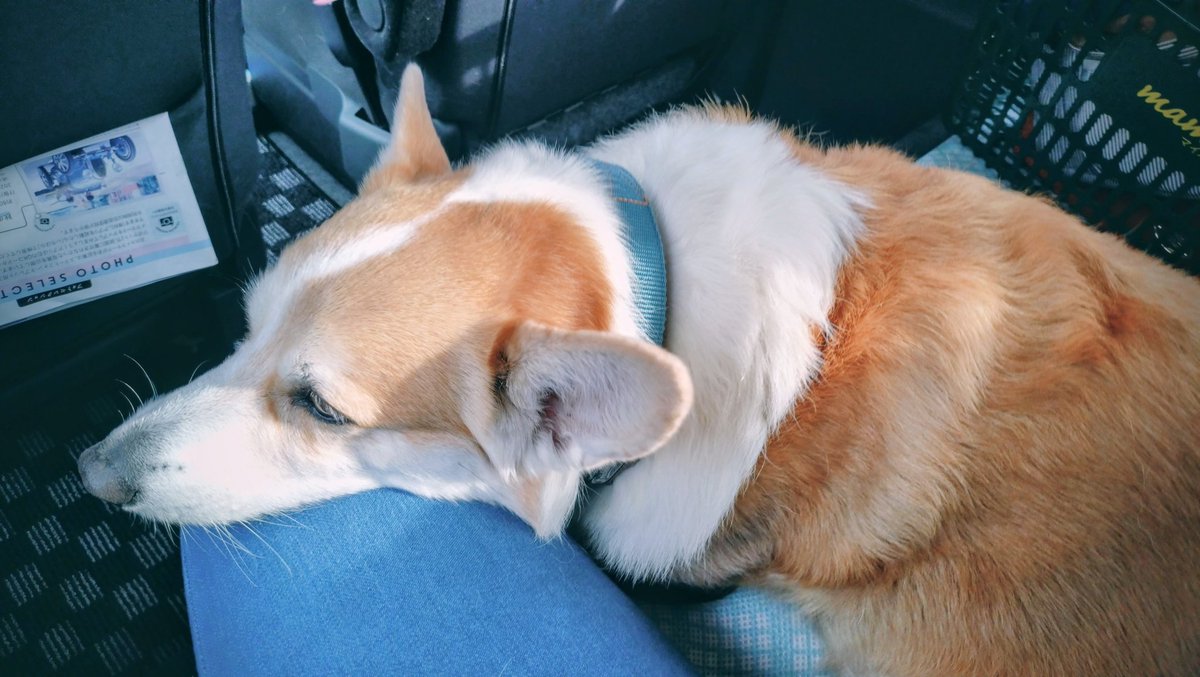 kaiba_chiri's tweet image. せとちゃんがジッジと車で駅まで迎えに来てくれたー！ありがとね！でもマッマのうえに立たないでねwww拷問やwww
#コーギー #corgi #コーギーのいる暮らし #犬のいる暮らし #犬のいる幸せ