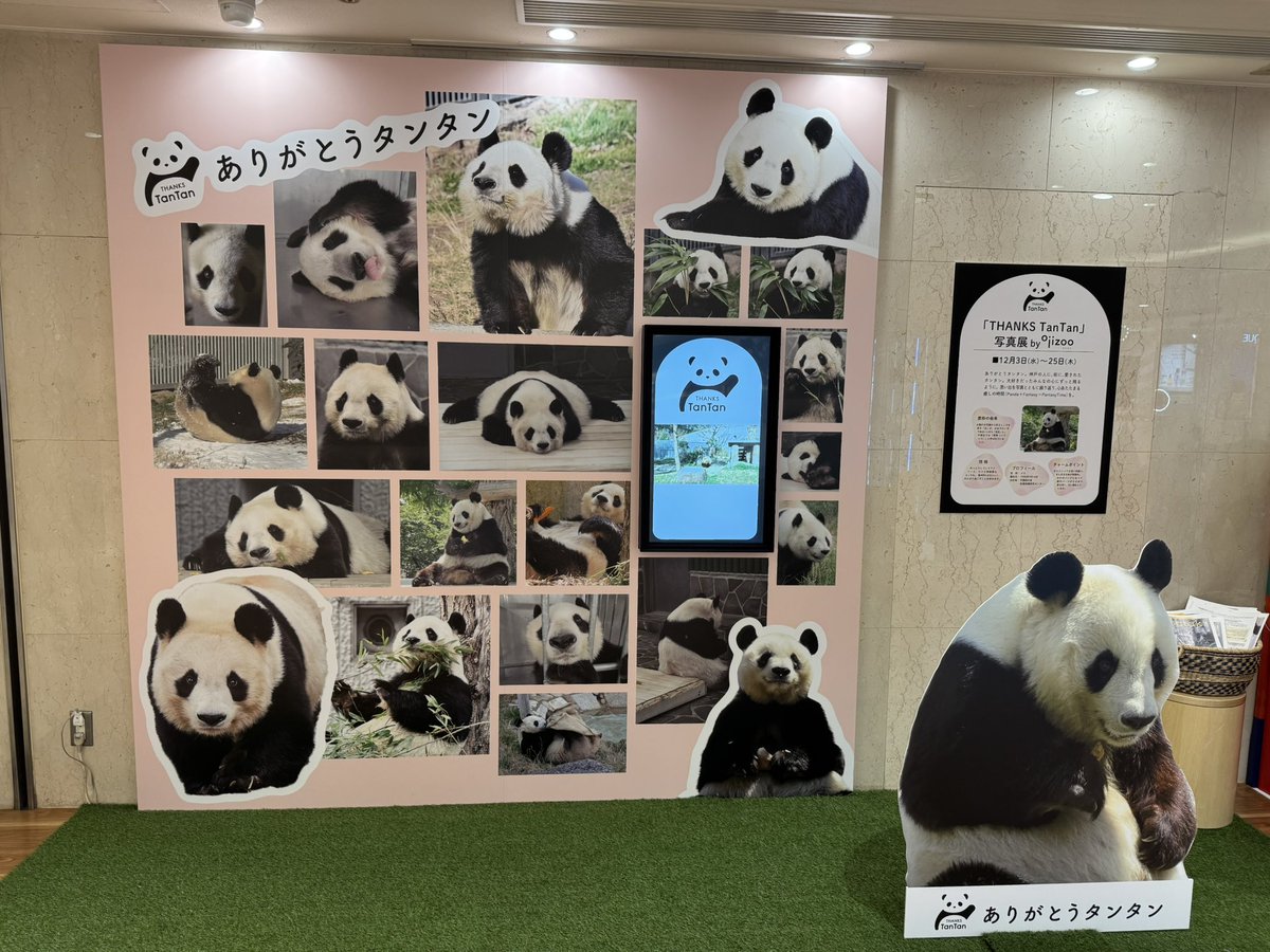 あまっくま🐼🌻✨✨ (@love_panda_rira) / Posts / X