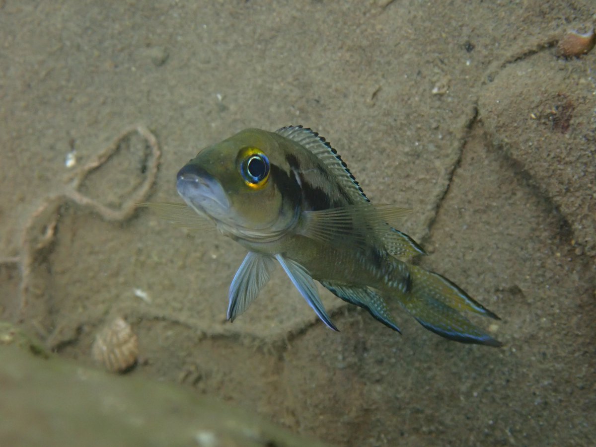 hyperion (@hyperion_004) / Posts / X