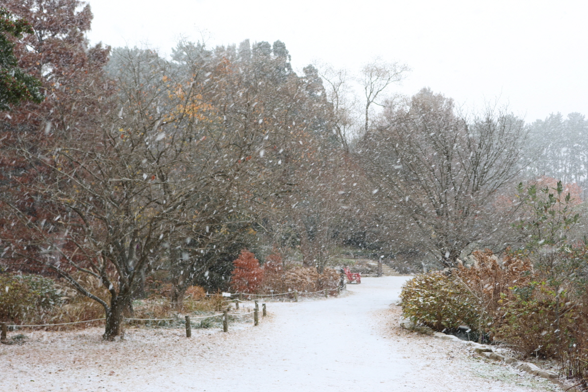 천리포수목원의 반가운 첫눈 소식을 전해드립니다❄️ 

첫눈 치고는 꽤 많은 눈이 와서 조금 놀랐는데요! 겨울이 깊어질수록 아름다운 모습을 드러내는 수목원 식물들의 모습을 사진으로 확인해보세요🥰