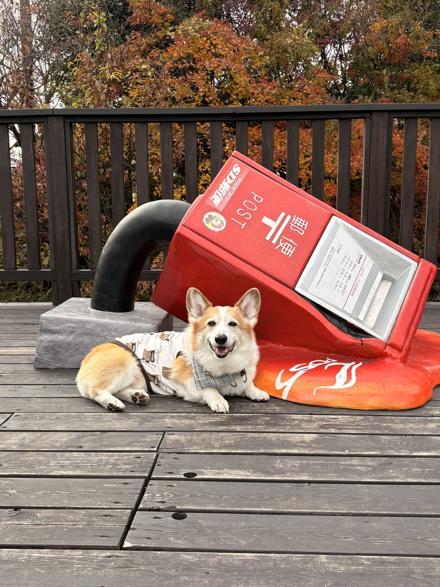 Mugi_20160429's tweet image. 早くお元気になって
またお出かけしたいですねぇ📮💪🏻

#コーギー
#コーギーのいる暮らし
#Corgi