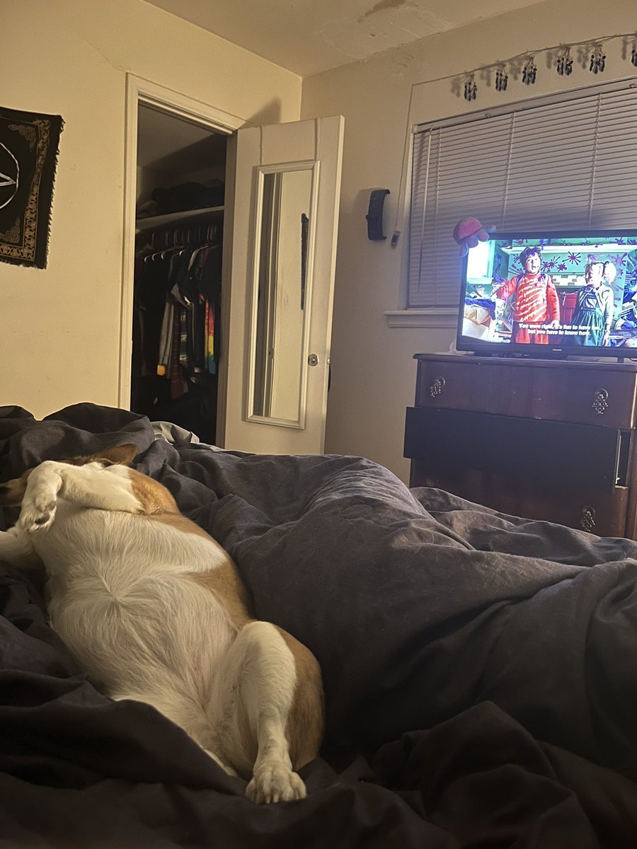 bonerchamp_amy's tweet image. Lazy night✨ #CatInTheHat #corgi