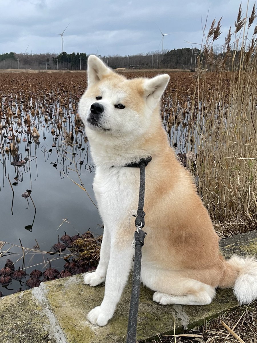 秋田犬『ポチ&ハチ』 (@HapochiHapochi1) / Posts / X