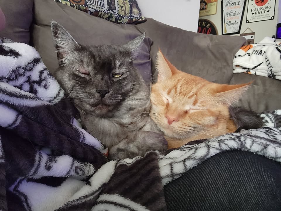 BadMouseCats's tweet photo. Help our momcat keep a roof over our heads! its cold outside and we like it where its warm! She needs your help.  please like, share, buy! every sale helps! https://t.co/C3uGutucM1