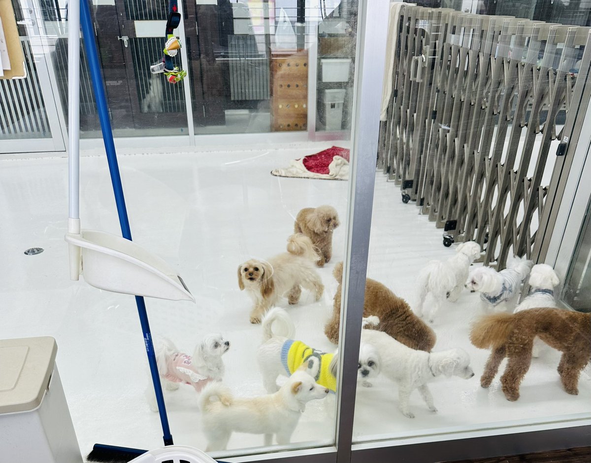 tapi_happy's tweet photo. 可愛いね🐶 https://t.co/YVxG4fhyM2