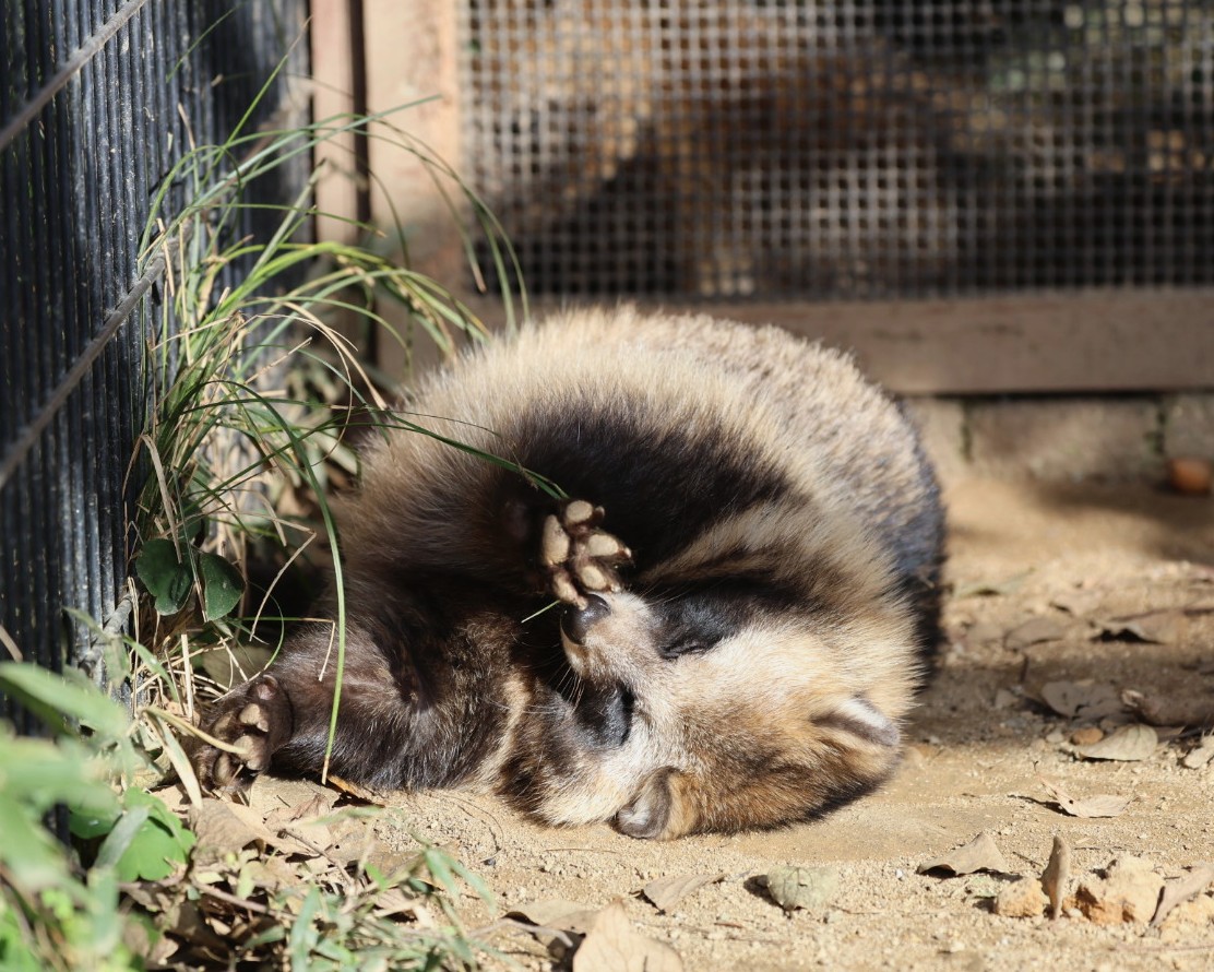 ことり (@chibi_tori) / Posts / X