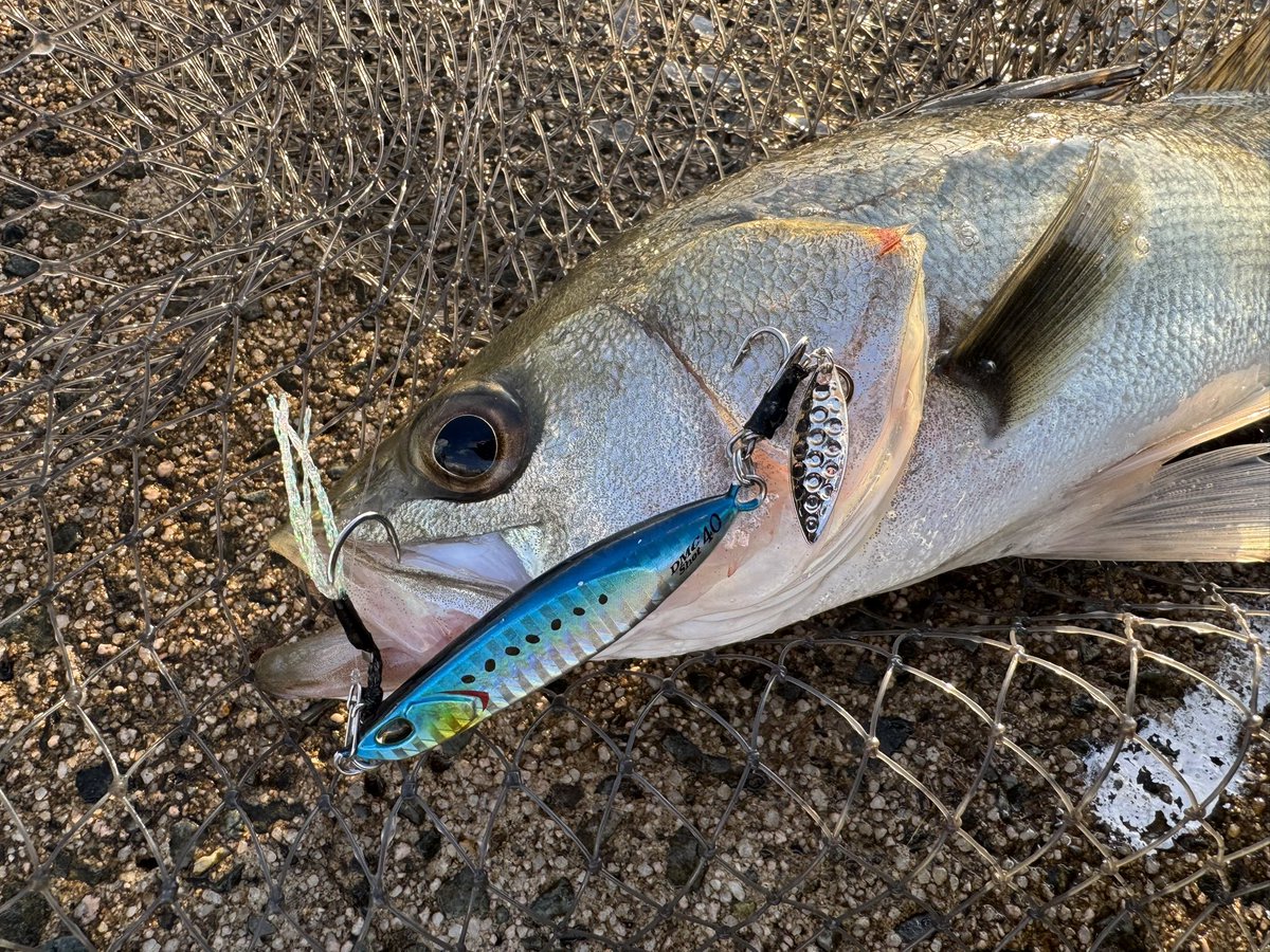 フィッシュ 橋本康宏 (@angler_yasuhiro) / Posts / X