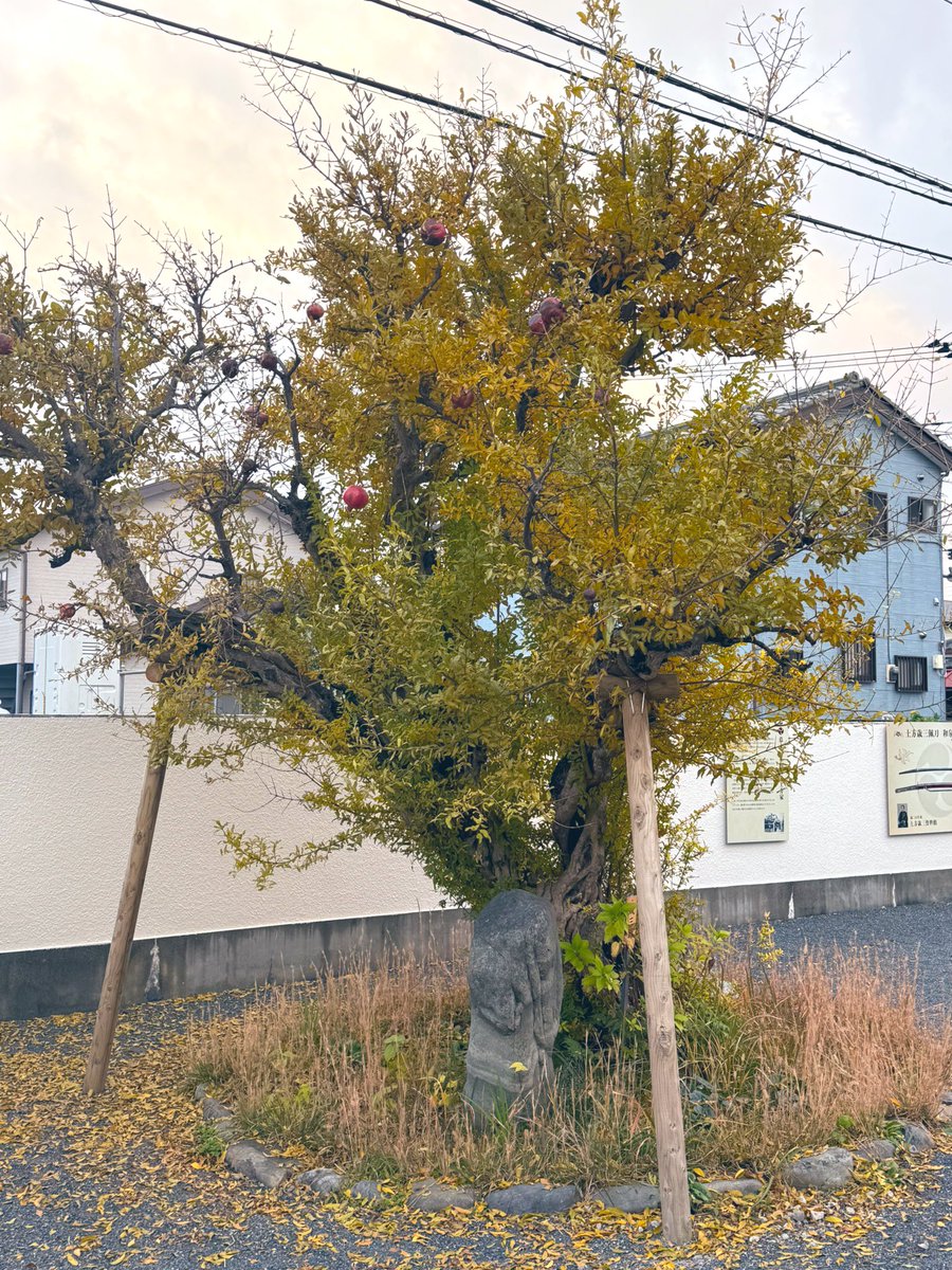 toshizoofficial's tweet image. 生家の庭では、歳三さん時代からのざくろが黄金色になって落葉しています✨
葉が落ちると、冬の到来ですね✨