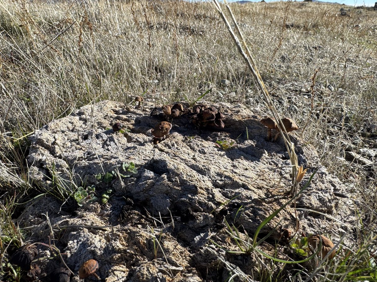 AdamBombTrue's tweet image. Fungus on the hike today