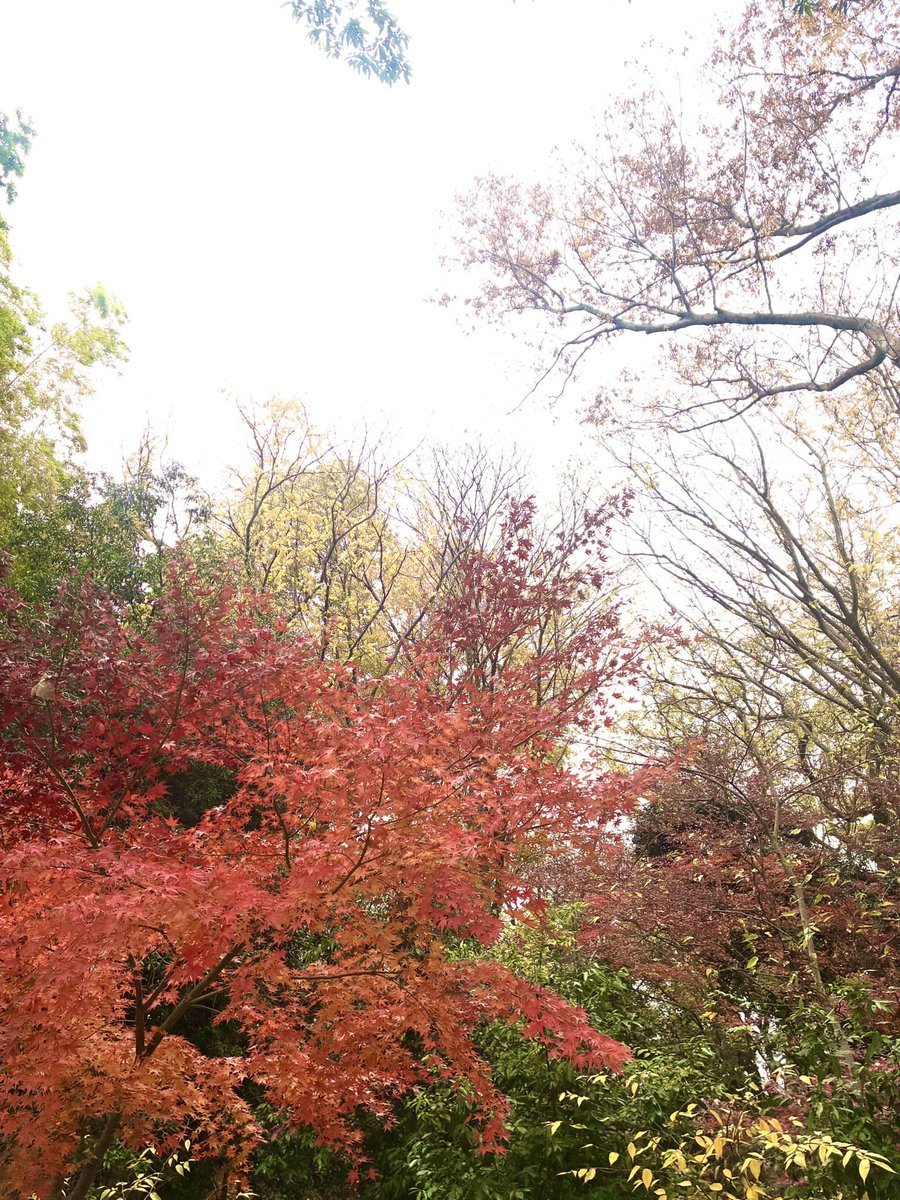🍁狛江弁財天池特別緑地保全地区🍁
紅葉の季節に合わせて､保全地区を特別開放します！ぜひお越しください。

🗓12月の開放日時
「こどものための平日開放」
4日㈭､5日㈮ ､11日㈭､12日㈮
10時～13時

「定期・特別開放」
6日㈯､7日㈰ ､13日㈯､12日㈰
10時～15時

素敵な紅葉をお楽しみください｡