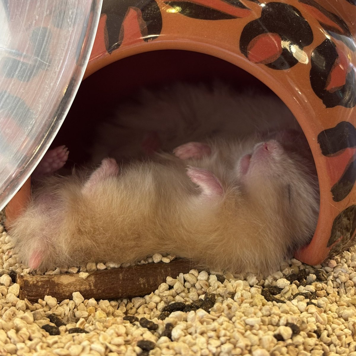 ベビちゃんのへそ天😍 ☎︎03-3404-1180 #ハムスター #はむすたー