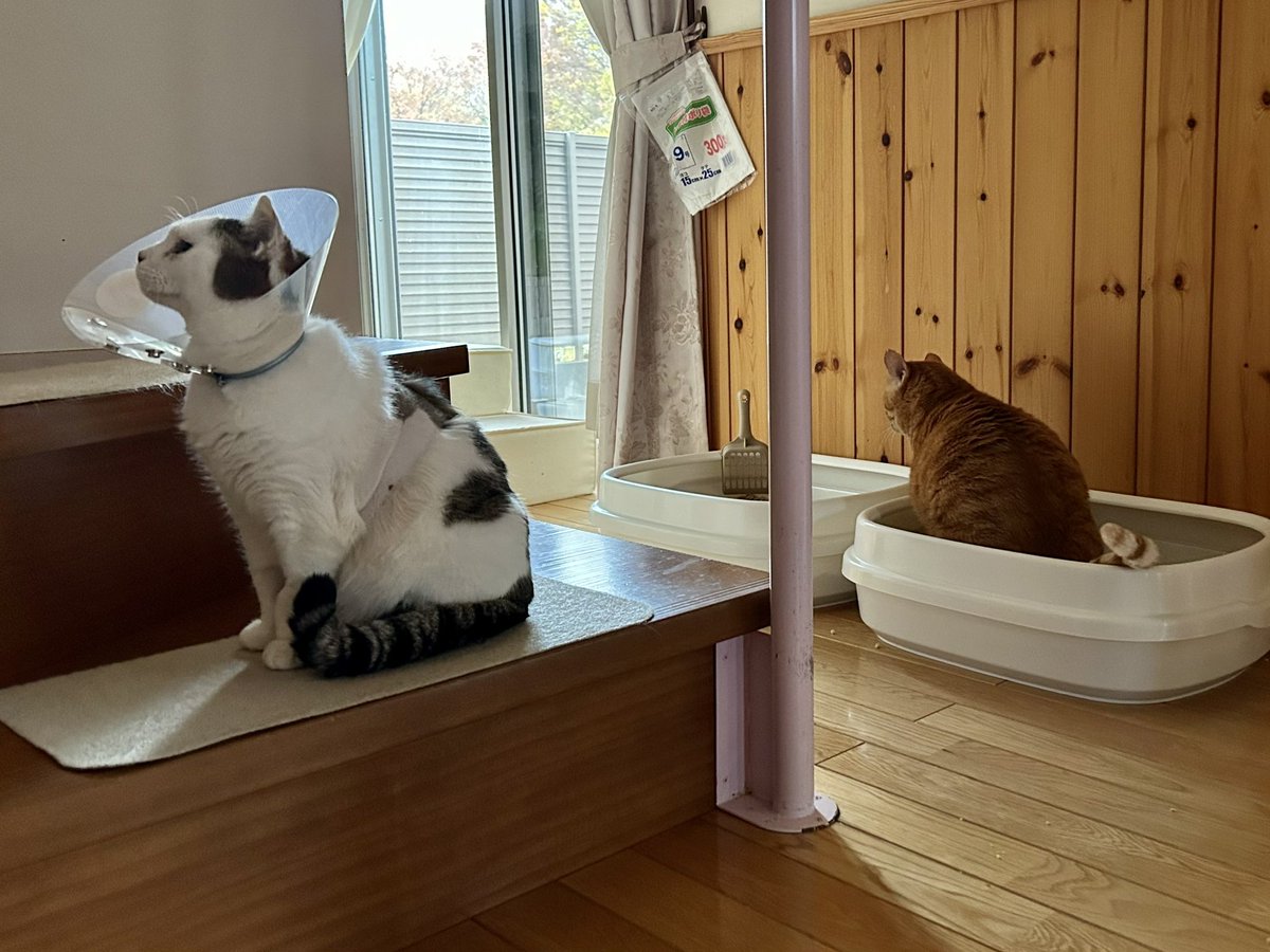 みーすけ✨🐰🐯✨ (@meechan178) / Posts / X