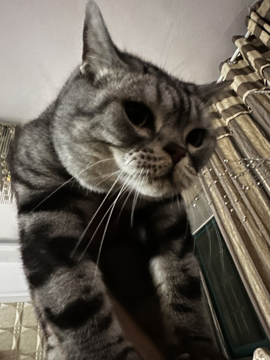 ChiShenaaa's tweet photo. 猫和cb https://t.co/gjtLkVi7cM