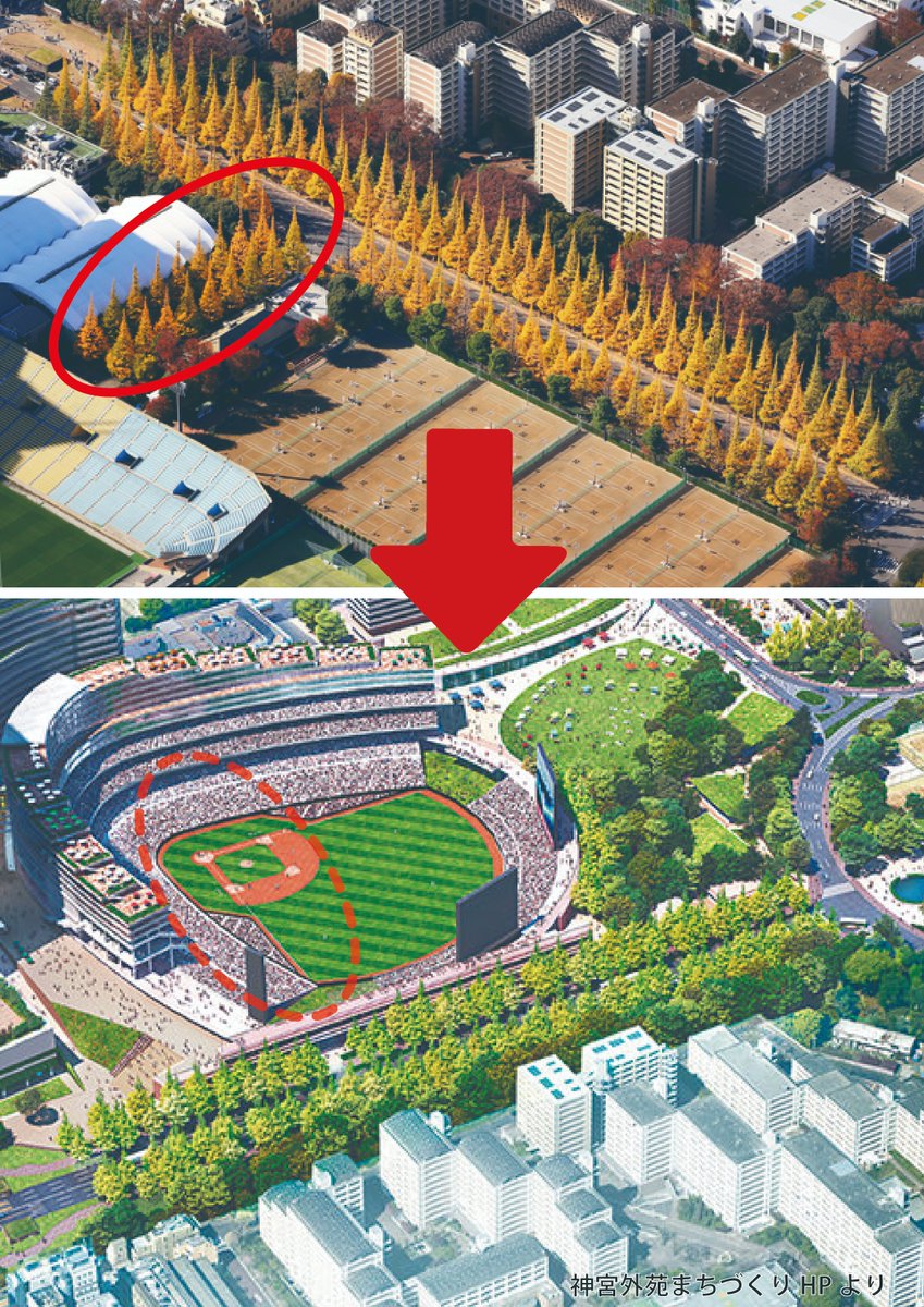 神宮外苑イチョウ並木を訪れる海外の方にも、再開発で1割以上の木が失われることを知って欲しいので、英語でも投稿します。
Eighteen of the 146 trees on Jingu Gaien Ginkgo Avenue will be lost due to the construction of a baseball stadium as part of the ongoing redevelopment project.