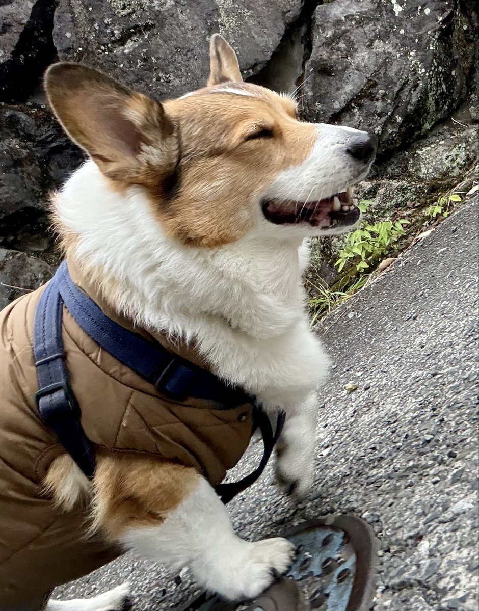 0117kotarou's tweet image. 今日のお散歩🐾
風がなかったから、まだ超寒いってほどではなかった😮‍💨
①今日も、クン活重視だった鉄心。
②何でそんなお顔してるの？😂
③④数メートル行って、坂の上を見て下を見て急いで戻った康太。途中、止まってもらって撮影📸
#corgi #コーギー #フラコギ