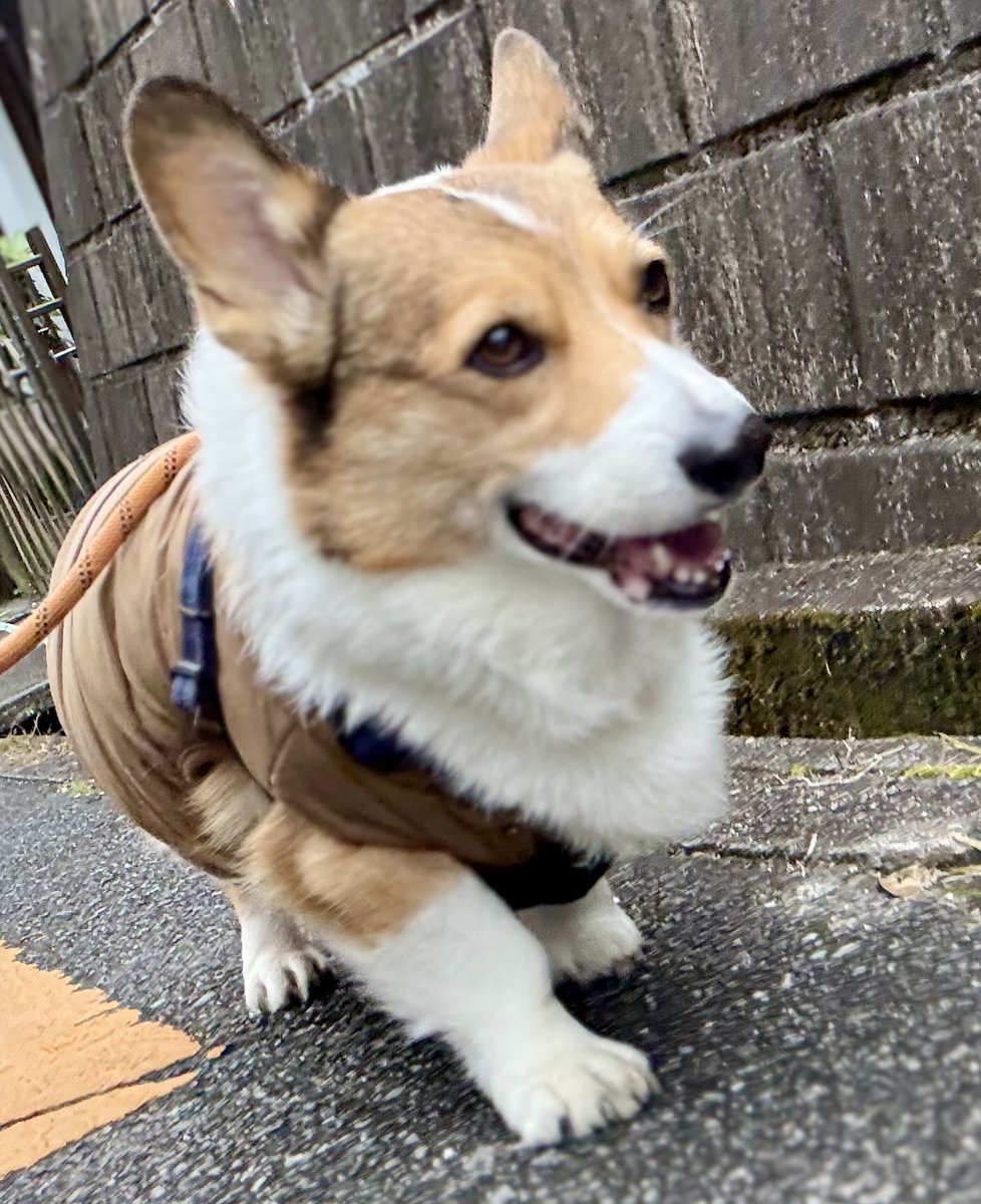 0117kotarou's tweet image. 今日のお散歩🐾
風がなかったから、まだ超寒いってほどではなかった😮‍💨
①今日も、クン活重視だった鉄心。
②何でそんなお顔してるの？😂
③④数メートル行って、坂の上を見て下を見て急いで戻った康太。途中、止まってもらって撮影📸
#corgi #コーギー #フラコギ