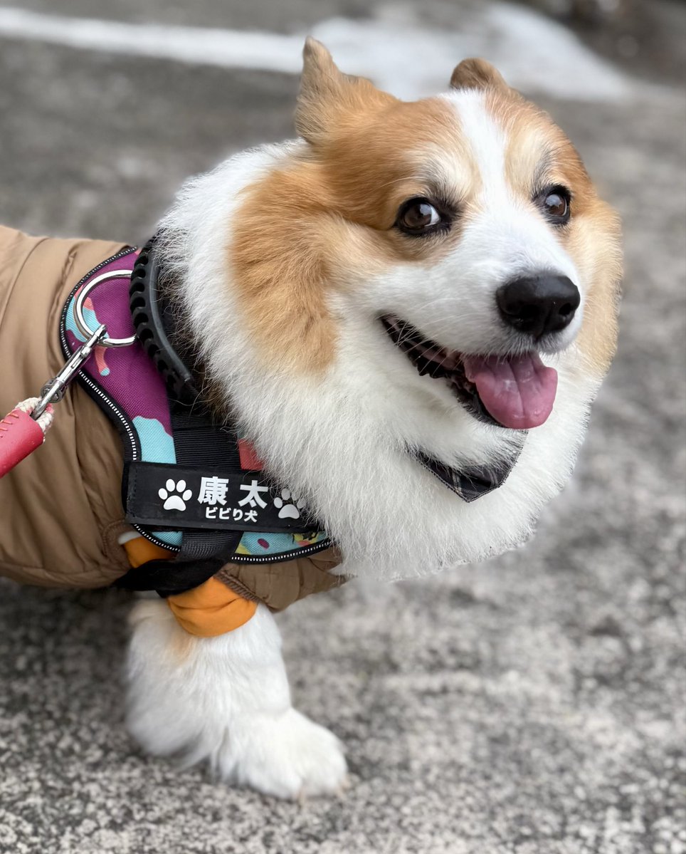 0117kotarou's tweet image. 今日のお散歩🐾
風がなかったから、まだ超寒いってほどではなかった😮‍💨
①今日も、クン活重視だった鉄心。
②何でそんなお顔してるの？😂
③④数メートル行って、坂の上を見て下を見て急いで戻った康太。途中、止まってもらって撮影📸
#corgi #コーギー #フラコギ
