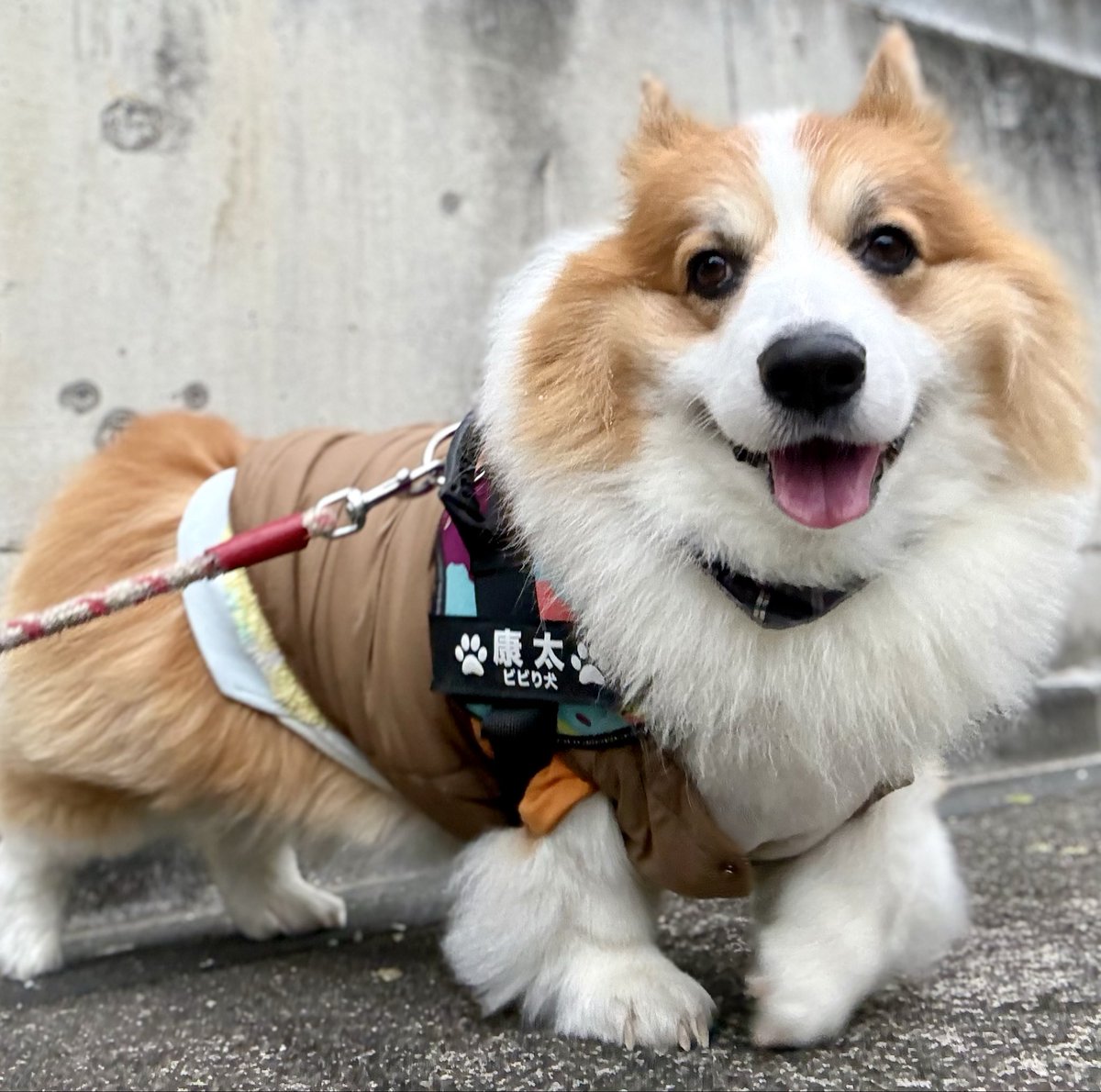 0117kotarou's tweet image. 今日のお散歩🐾
風がなかったから、まだ超寒いってほどではなかった😮‍💨
①今日も、クン活重視だった鉄心。
②何でそんなお顔してるの？😂
③④数メートル行って、坂の上を見て下を見て急いで戻った康太。途中、止まってもらって撮影📸
#corgi #コーギー #フラコギ