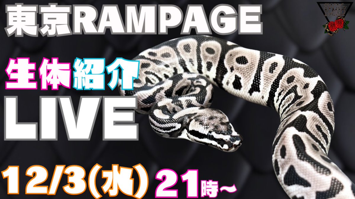 SWAGBaller0425's tweet image. ◤🎅🏻12月SWAGカレンダー🎁◢

6(土)7(日)東京RAMPAGE📍
7(日)栃木ロコズマーケット📍
新入荷もチラ見せ㊙️

12/13(土)14(日)新入荷お披露目🐍
▶12/24(水)~28(日)🎊周年祭🎊◀
27(土)店舗で鍋パ🍲

28(日)は店舗+近畿レプ🎪❤️‍🔥

YouTubeLIVEも…📺💬💖

#ボールパイソン
#ballpython
#静岡
#爬虫類