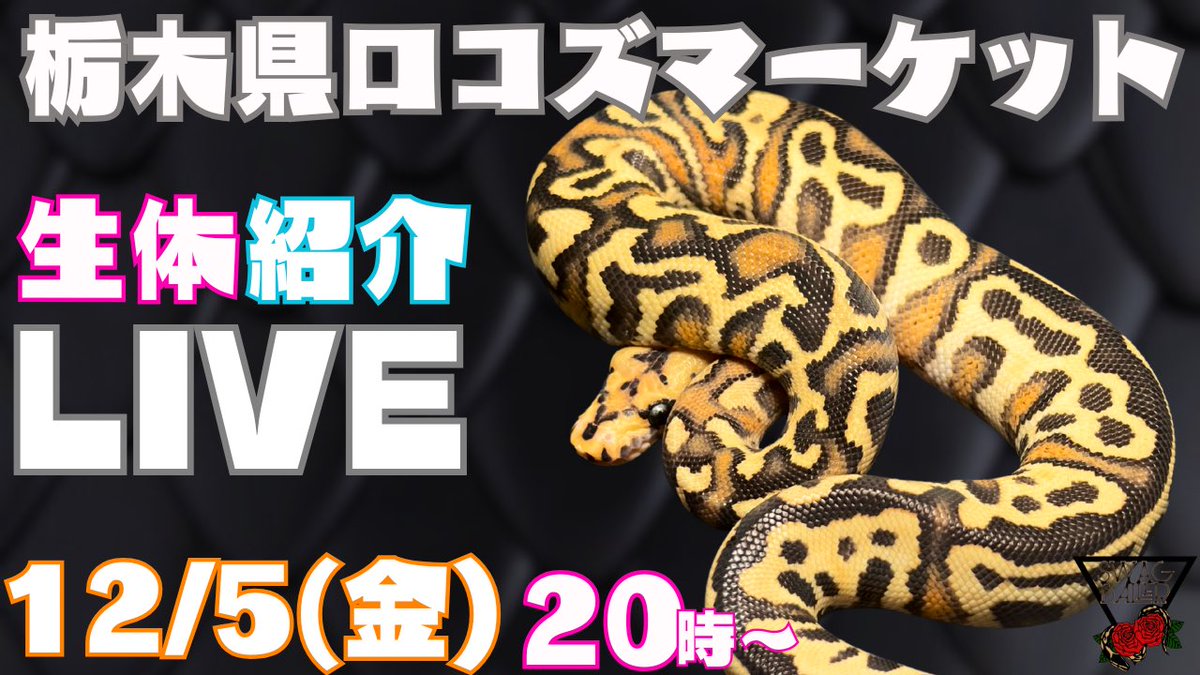 SWAGBaller0425's tweet image. ◤🎅🏻12月SWAGカレンダー🎁◢

6(土)7(日)東京RAMPAGE📍
7(日)栃木ロコズマーケット📍
新入荷もチラ見せ㊙️

12/13(土)14(日)新入荷お披露目🐍
▶12/24(水)~28(日)🎊周年祭🎊◀
27(土)店舗で鍋パ🍲

28(日)は店舗+近畿レプ🎪❤️‍🔥

YouTubeLIVEも…📺💬💖

#ボールパイソン
#ballpython
#静岡
#爬虫類