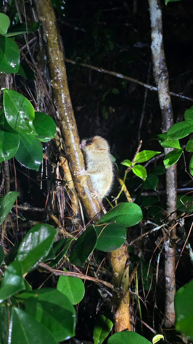 Viens no pēdējiem Madagaskaras ziņojumiem. Cita vidū te arī interesanti nakts gājieni, lūkojot tumsas radībiņu aktivitātes. Lūk, mazais peļu lemurs darbībā. Analmazotras parks, Andasibe, Madagaskara. Foto: Juris Stokmanis Blaus.