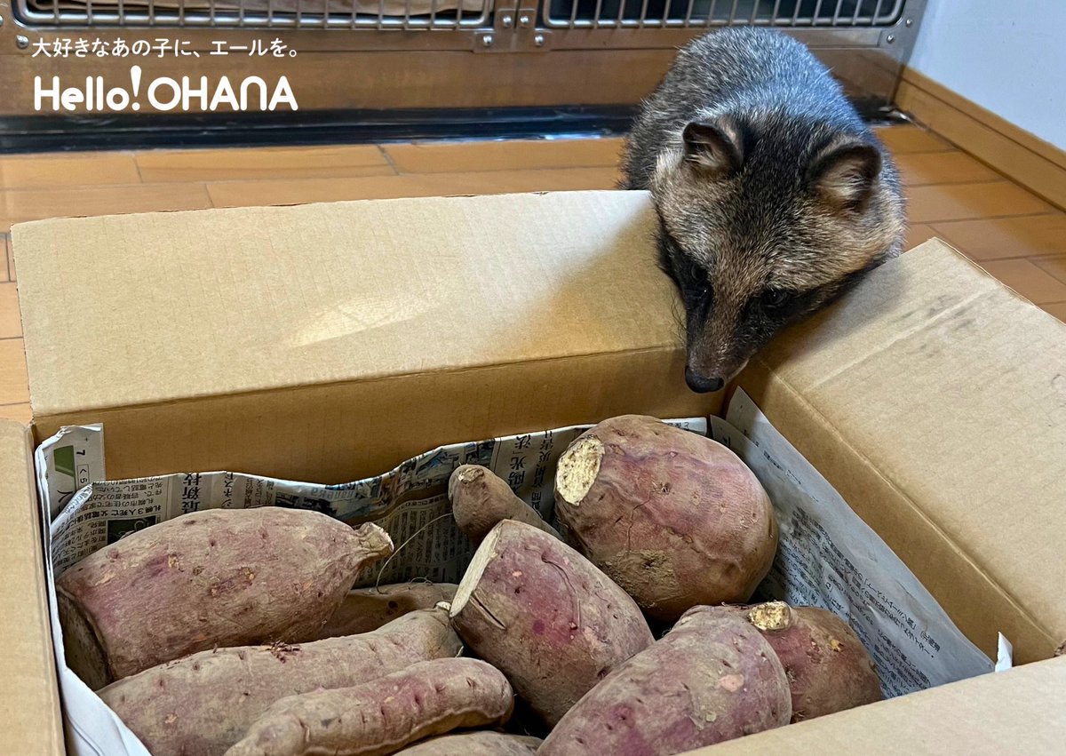 Hello!OHANA｜動物たちの応援団🐧🌼 (@helloohana_) / Posts / X