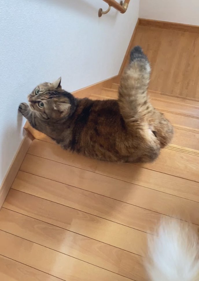 朝イチの伸び〜
 #猫のいる暮らし
 #姉猫