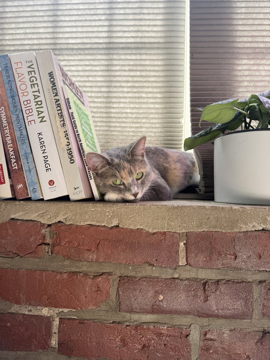 drintastic's tweet photo. God rlly blessed me with a perfect baby angel shrimp cat that does not beg for, think about, mess with if left out, or honestly even CONSIDER human food https://t.co/4hmV9IoMLu