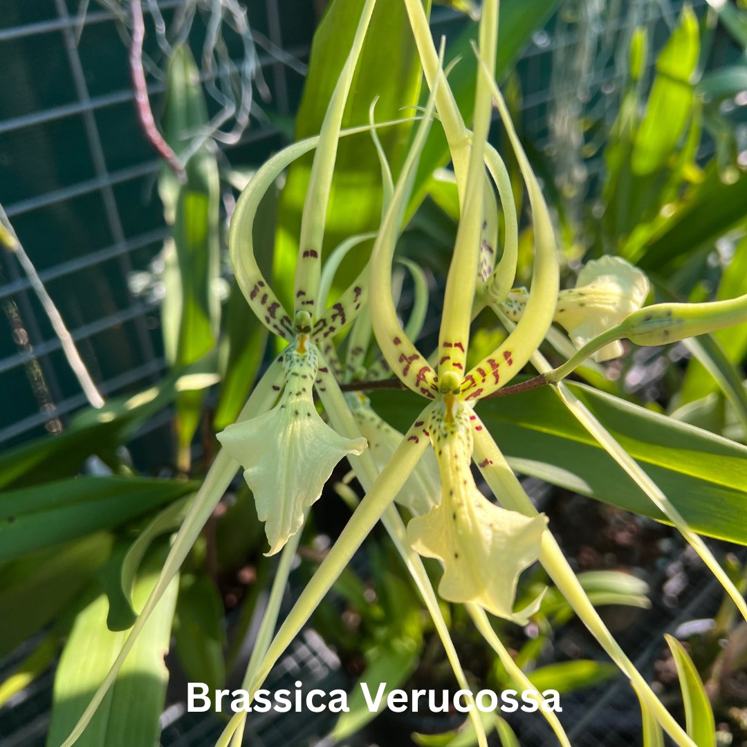 OrchidsInPrint's tweet photo. After 4 years, with changes in locations, she has finally bloomed. Brassica Verucossa. https://t.co/qKNvsE8tZA