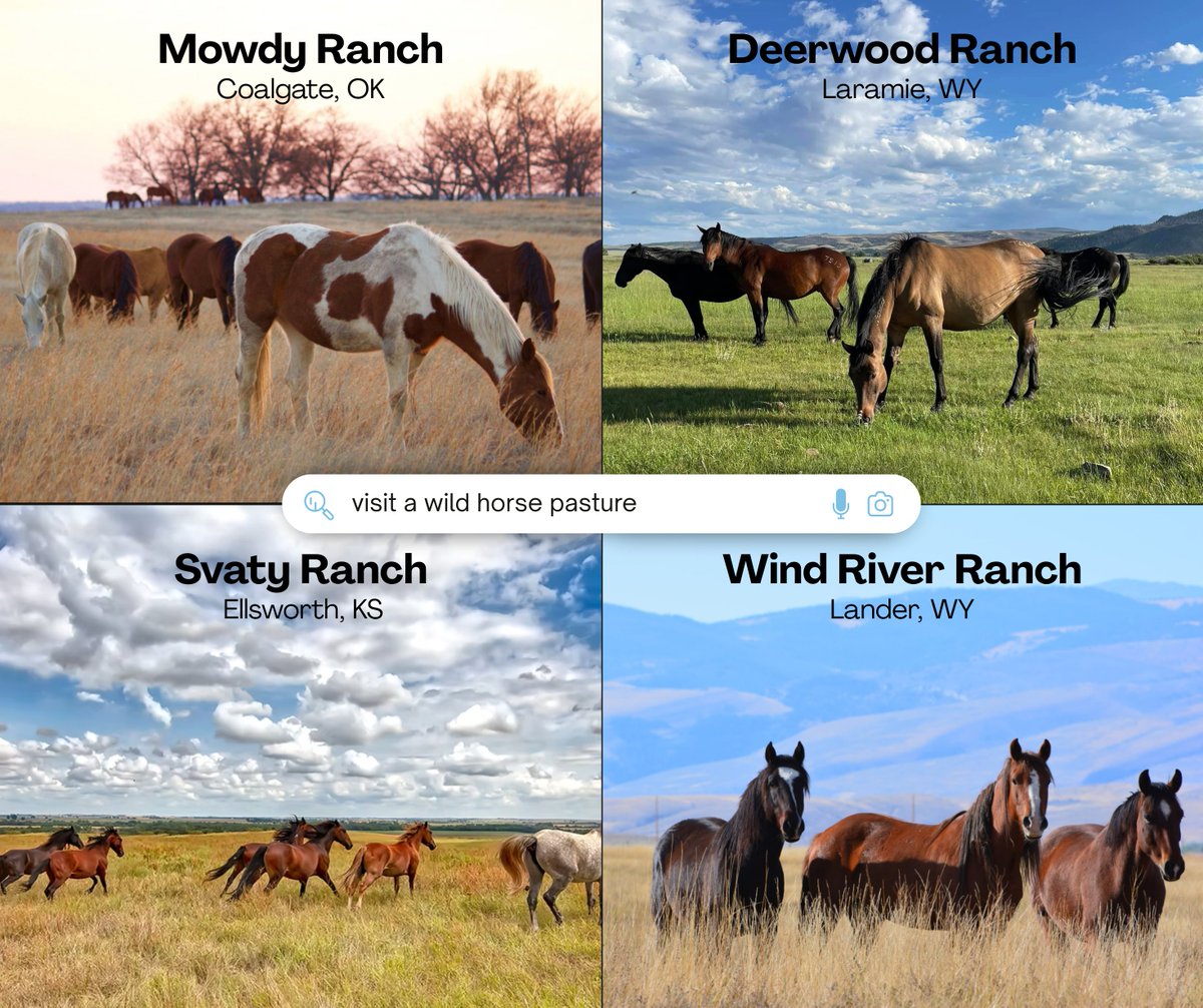 BLM Wild Horse & Burro Program tweet media