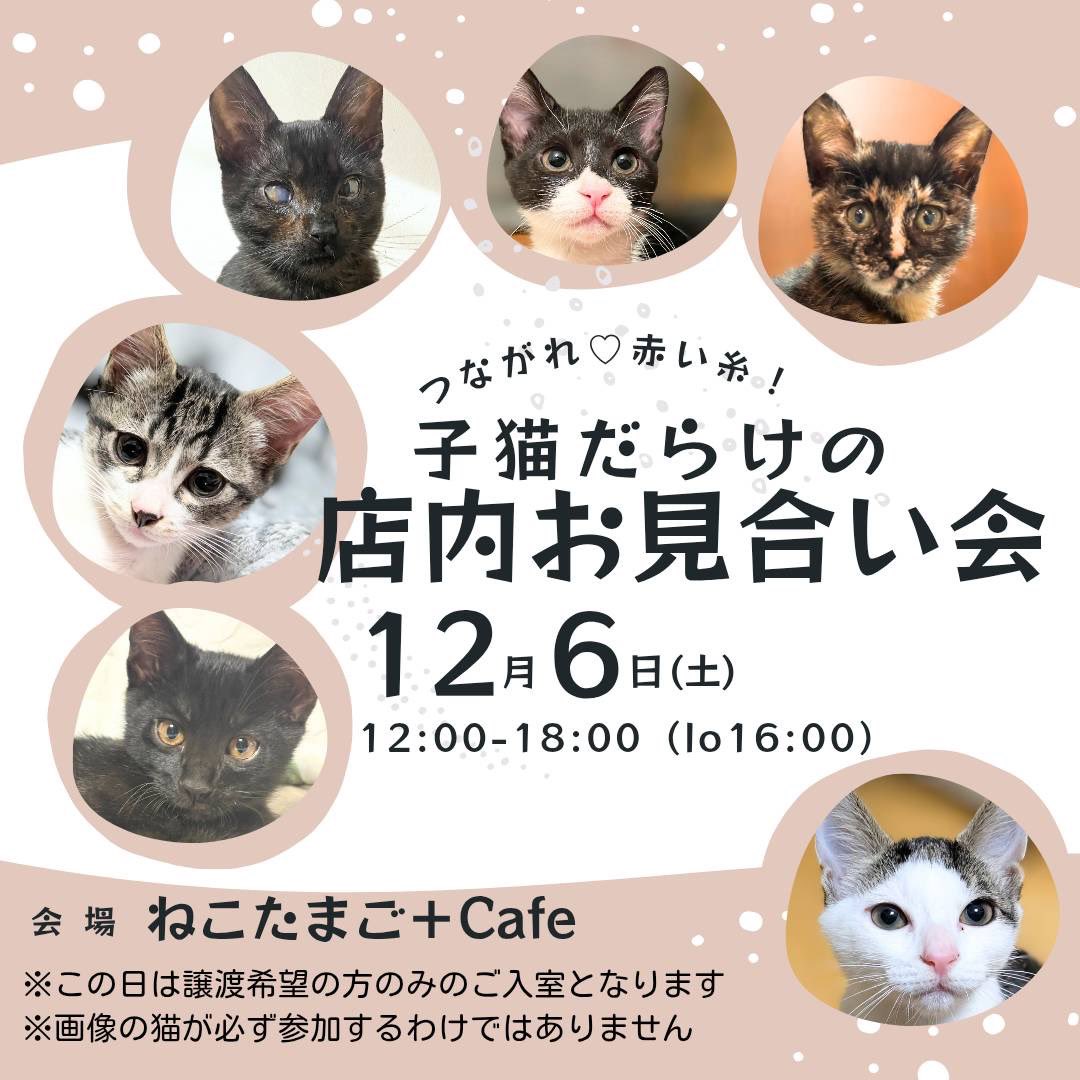 非営利型 一般社団法人 ねこたまご (@nekotamago_) / Posts / X