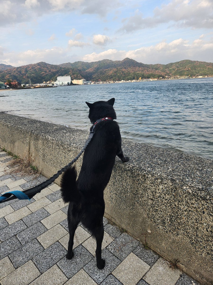 甲斐犬　鎧鷲と鈴蘭 (@kaiken1222) on Twitter photo 