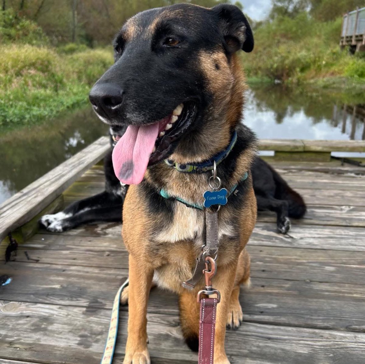 Your GivingTuesday gift will ensure that OPH can continue our critical rescue work, save more lives, and support the shelters and communities that rely on us. Will you donate today to help us continue this life-saving work? Donate @ givebutter.com/xqz75l ♥️