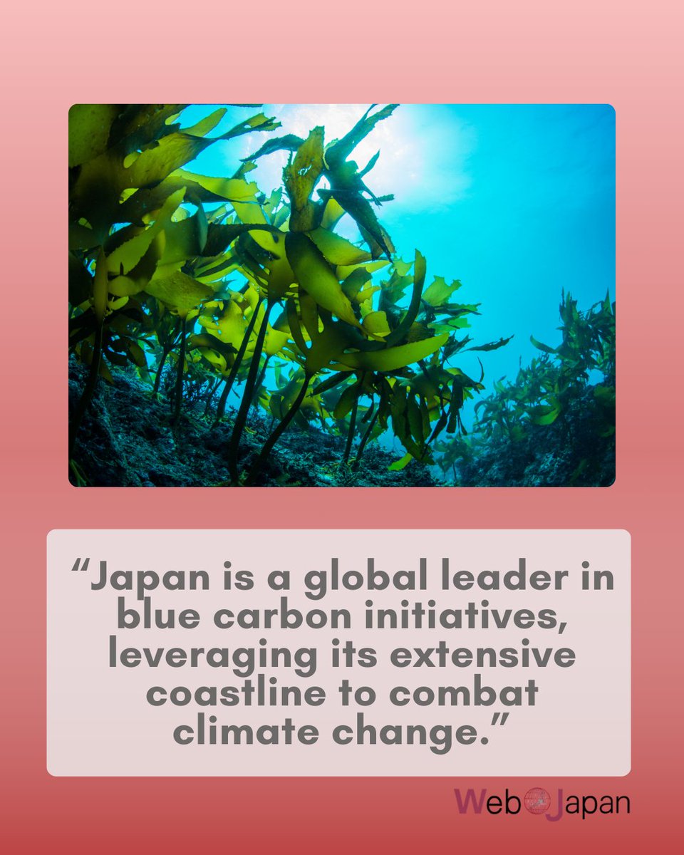 JPNConsulateLA's tweet image. Discover how Japan is harnessing the power of seaweed to combat some global issues. 🪸

Read the full “Trends in Japan” article from @Web_Japan to learn more! 📰

web-japan.org/trends/11_tech…

#CGJLA #WebJapan #Seaweed