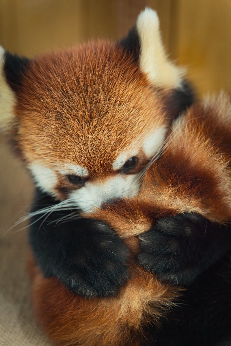 レッサーパンダ