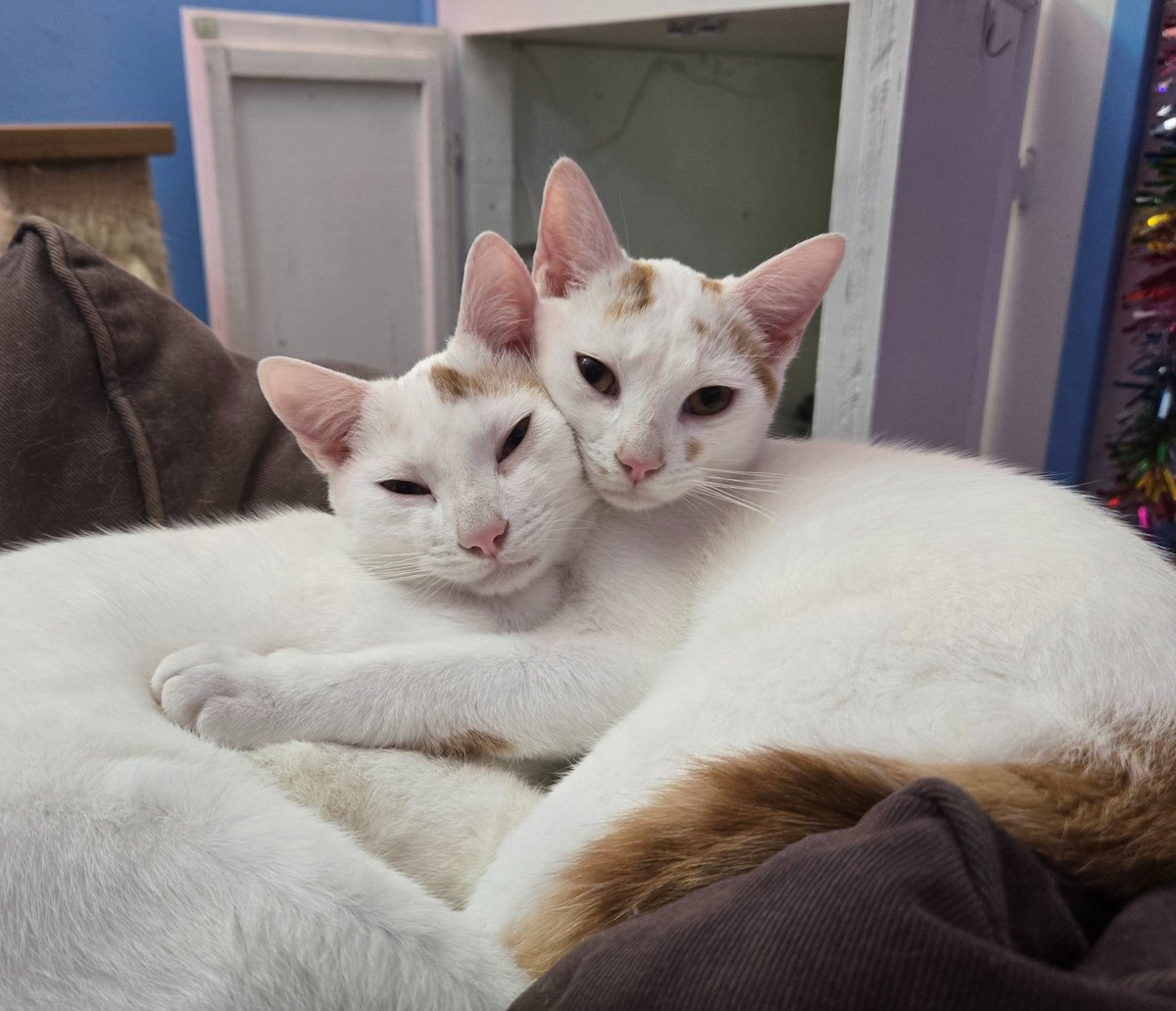 Ichigo &amp; Ichiban are 8 months old today! 🩷 Best bros for life