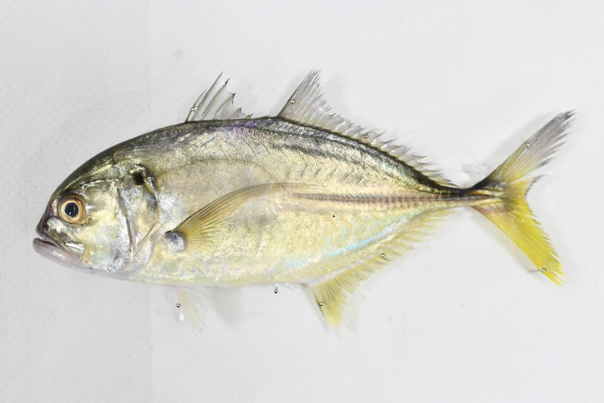 へんな魚おじさん (@_Sakana_Ojisan) / Posts / X