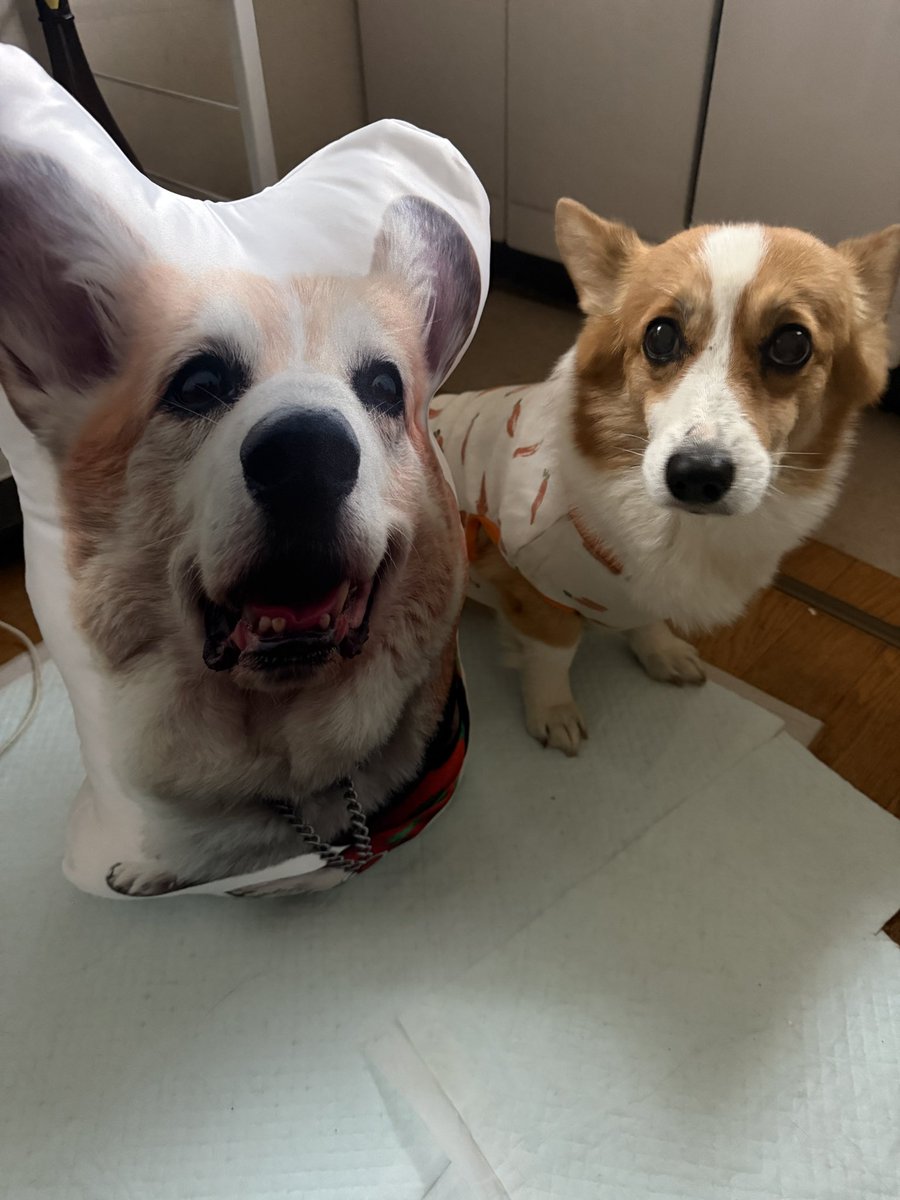 chobison's tweet image. そして仕事行く前に帰ってきた😂
思ってたのと違う仕上がりだけど、生前と変わらない存在感たっぷりの凛太郎が帰ってきた笑
アクスタも思ってたより大きかった
欲張りすぎた😂

え？これ、じじなの？(朱凛)
#コーギー #corgi