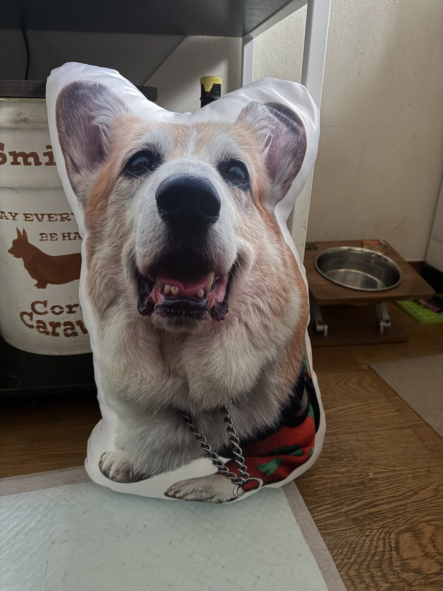 chobison's tweet image. そして仕事行く前に帰ってきた😂
思ってたのと違う仕上がりだけど、生前と変わらない存在感たっぷりの凛太郎が帰ってきた笑
アクスタも思ってたより大きかった
欲張りすぎた😂

え？これ、じじなの？(朱凛)
#コーギー #corgi