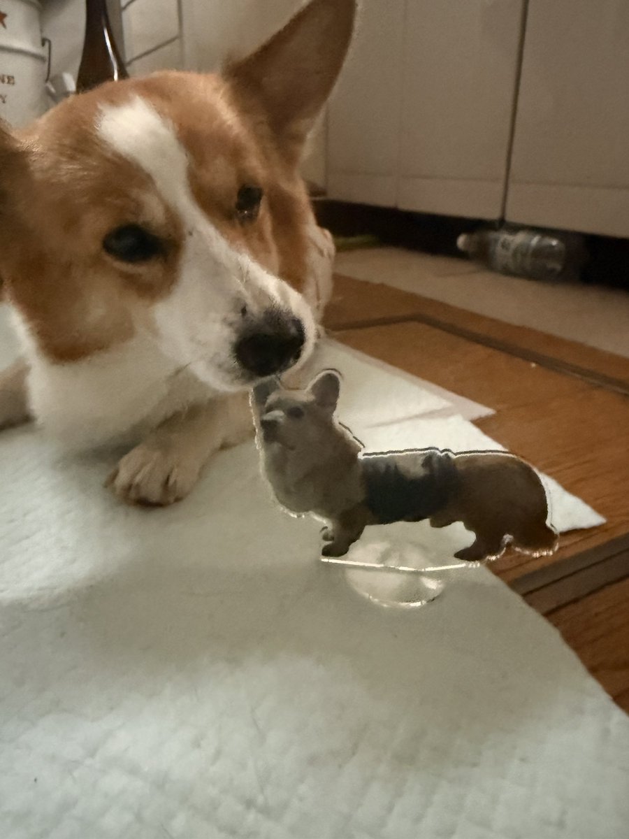 chobison's tweet image. そして仕事行く前に帰ってきた😂
思ってたのと違う仕上がりだけど、生前と変わらない存在感たっぷりの凛太郎が帰ってきた笑
アクスタも思ってたより大きかった
欲張りすぎた😂

え？これ、じじなの？(朱凛)
#コーギー #corgi