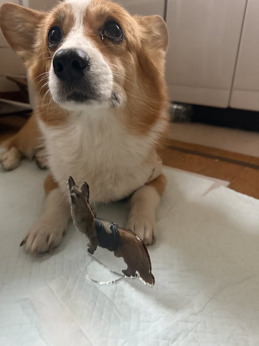 chobison's tweet image. そして仕事行く前に帰ってきた😂
思ってたのと違う仕上がりだけど、生前と変わらない存在感たっぷりの凛太郎が帰ってきた笑
アクスタも思ってたより大きかった
欲張りすぎた😂

え？これ、じじなの？(朱凛)
#コーギー #corgi