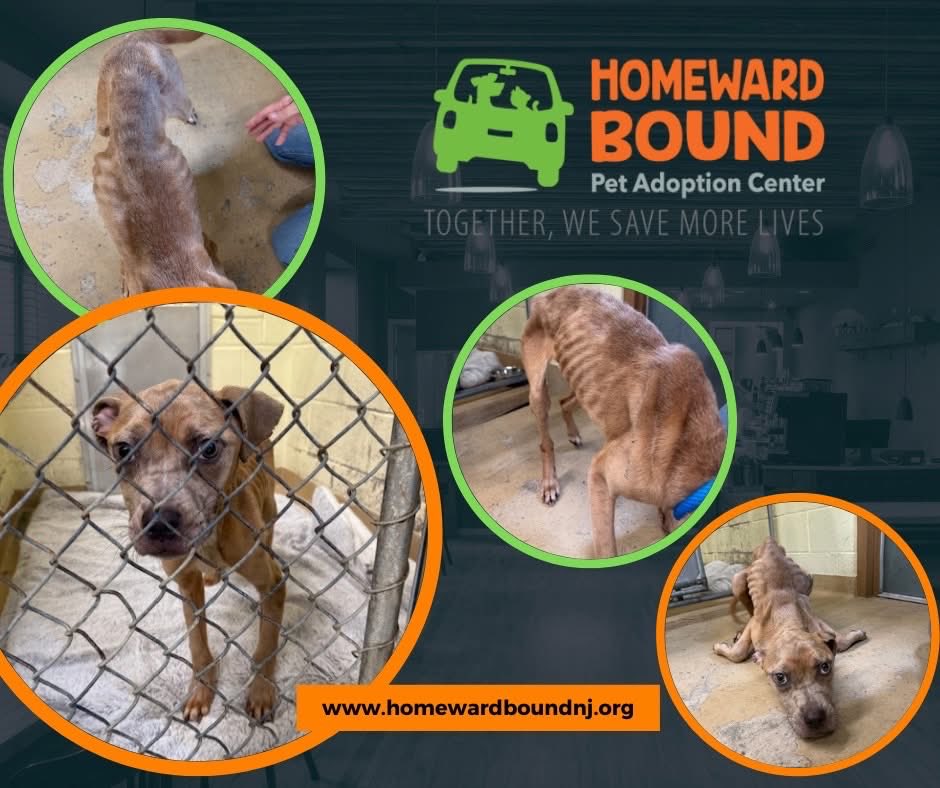 Homeward Bound Pet Adoption Center tweet media