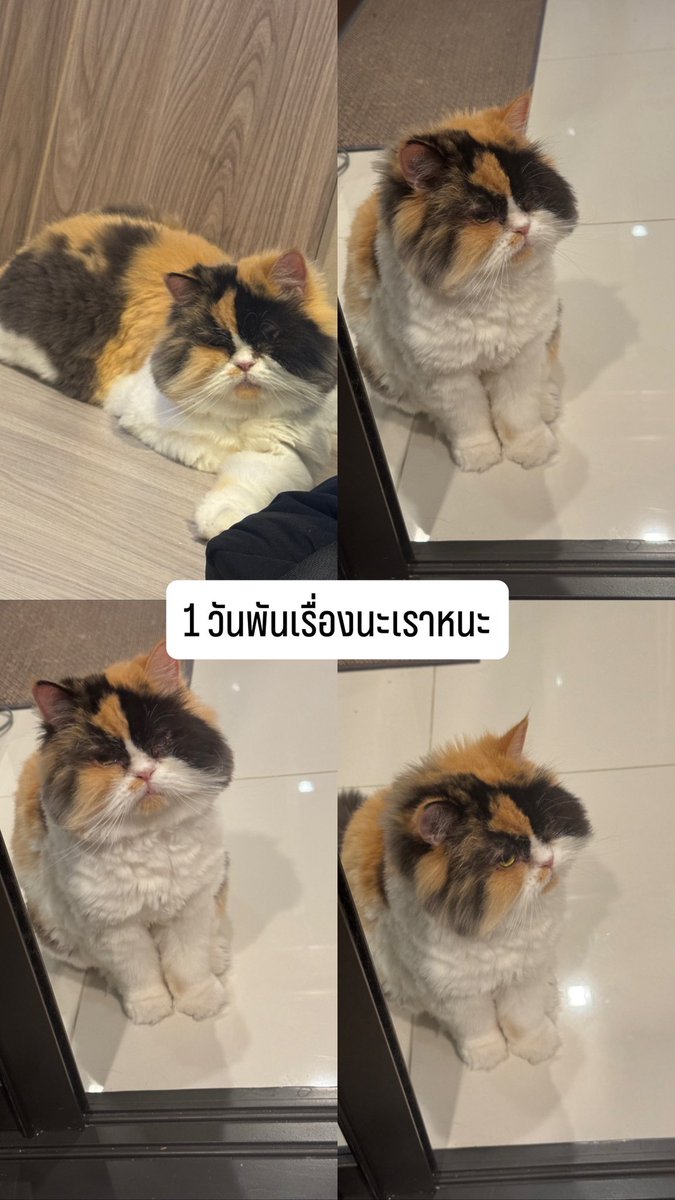 เปมิกา ที่มีแมว 2 ตัว tweet media