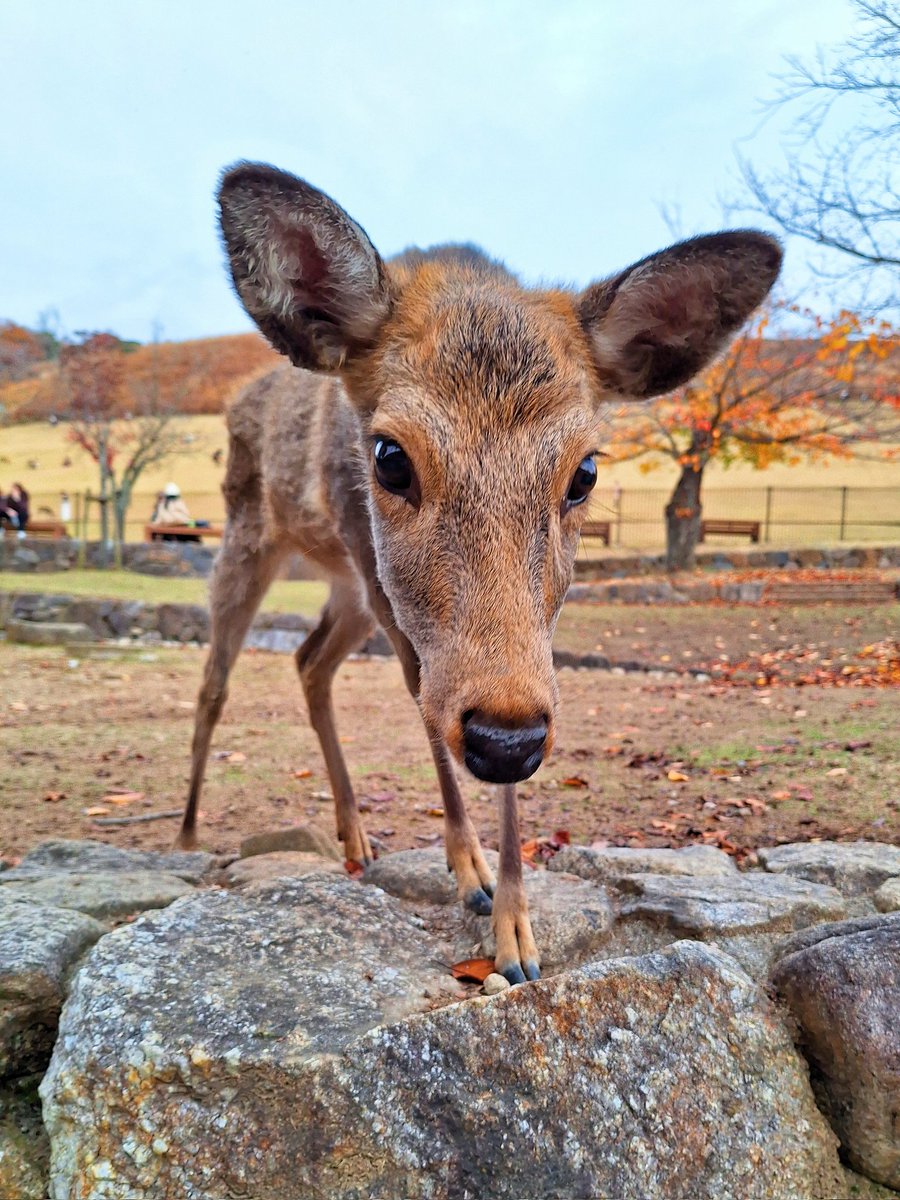 我还以为小鹿会很害羞呢，结果闻着我口袋里鹿饼的味，一大群追了我一路，（对鹿饼）这么热情的吗，你们冷静点啊！！！

就不能让它们闻到味😂